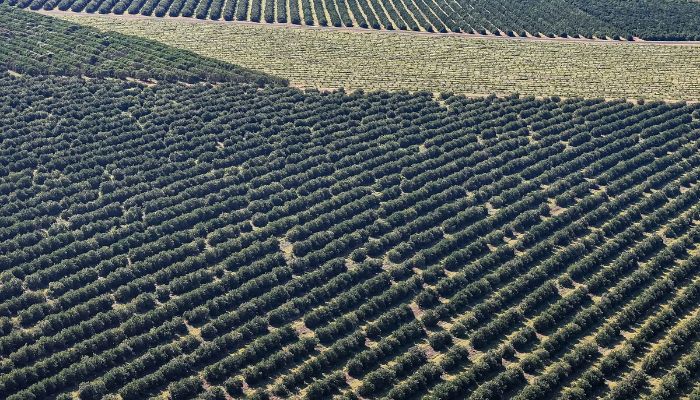  Paraná é o estado que mais destinou recursos para a agricultura em 2025